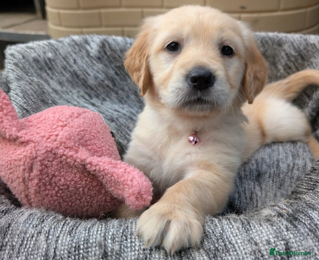 Golden Retriever dogs for sale: Gorgeous Golden Retriever puppies - Image 7