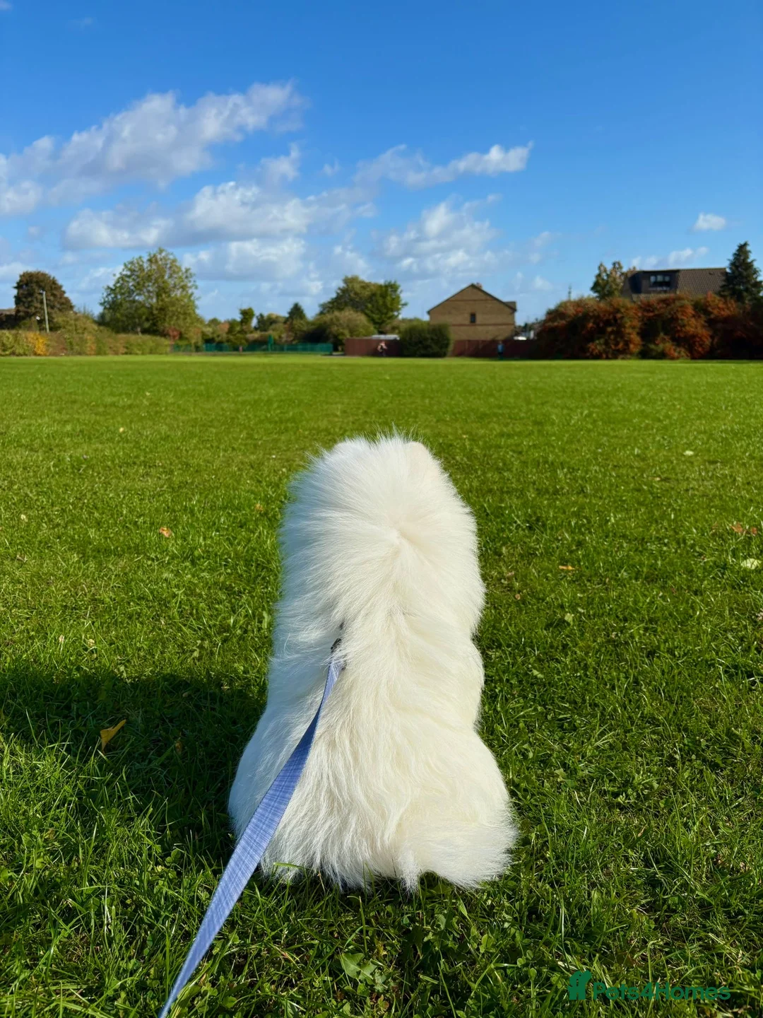 Pomeranian dogs for stud: Chubby our Pure White Pomeranian for stud £400 in Carshalton - Advert 10