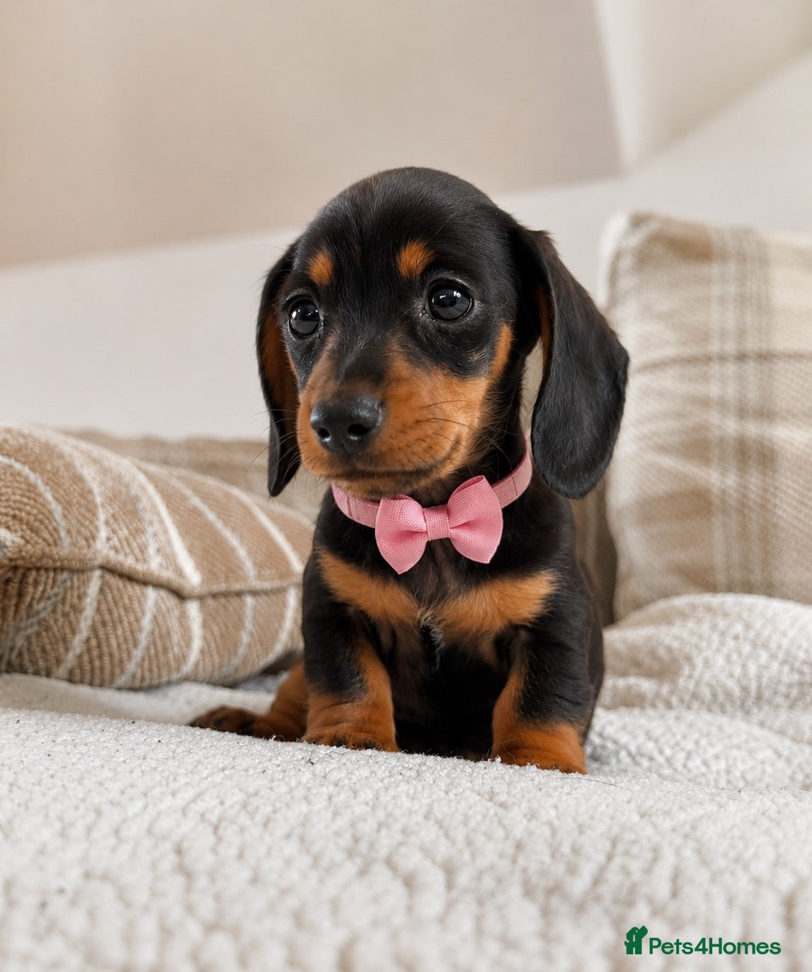 Dachshund dogs BEAUTIFUL KC REG & PRA CLEAR MINI DACHSHUNDS🩷💙 - Advert 1