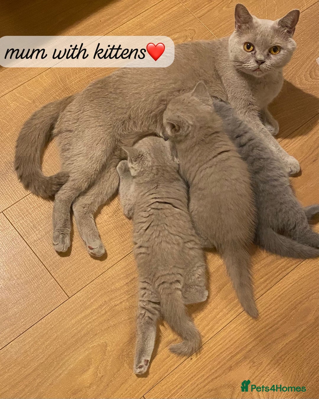 British Shorthair cats for sale: Lilac & Blue British Shorthairs! - Image 7