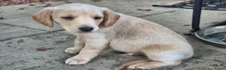 Labradoodle dogs for sale: Labrador cross puppies - Advert 6