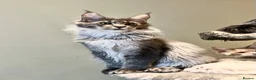 Maine Coon cats for sale: POLYDACTYL MAINE COON KITTENS - Advert 6