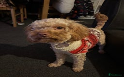 Mixed Breed dogs for sale: Beautiful cockerpoo girl dog - Image 3