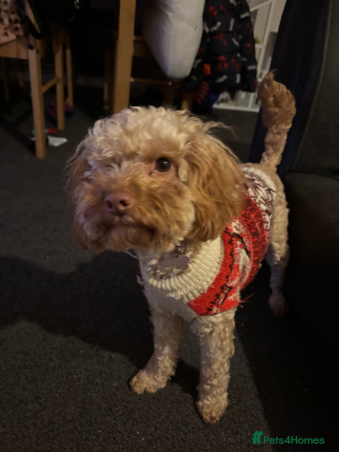 Mixed Breed dogs for sale: Beautiful cockerpoo girl dog - Image 3