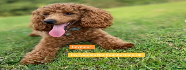 Seymour 