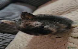 Harlequin rabbits for sale: 7 beautiful Harlequin bunnies looking for a new 🏡 - Image 14