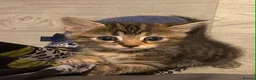 Mixed Breed cats for sale: Beautiful kittens - Advert 5