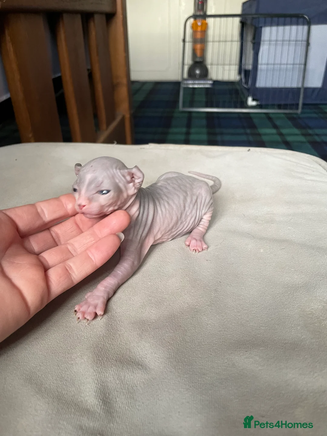 Sphynx cats for sale: Amazing Sphynx & Elf Kittens  - Advert 4