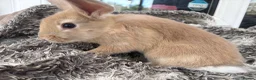 Mini Lop rabbits for sale: Beautiful Mini Lop Baby Rabbits🐇❤️ in Coalville - Advert 6