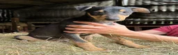 Lurcher dogs for sale: Quality Lurcher pups  in Cwmbran - Advert 9