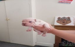 French Bulldog dogs for sale: Platinum cream velvet french bulldogpup 4 week old - Image 16