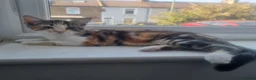 Mixed Breed cats for sale: Mixed Litter Kittens - Advert 11
