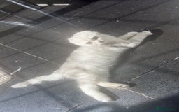 Scottish Fold cats for sale: Scottish Fold Kitten For Sale - Image 2