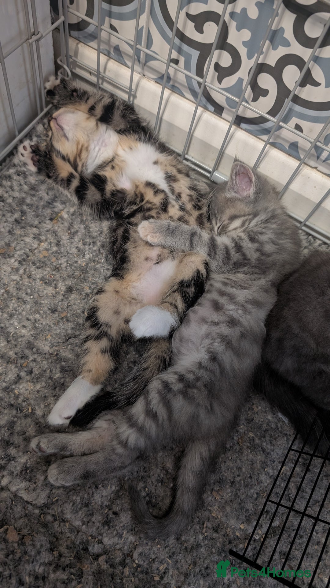 Mixed Breed cats for sale: Beautiful fluffy kittens, mum Persian X mainecoon  - Image 6