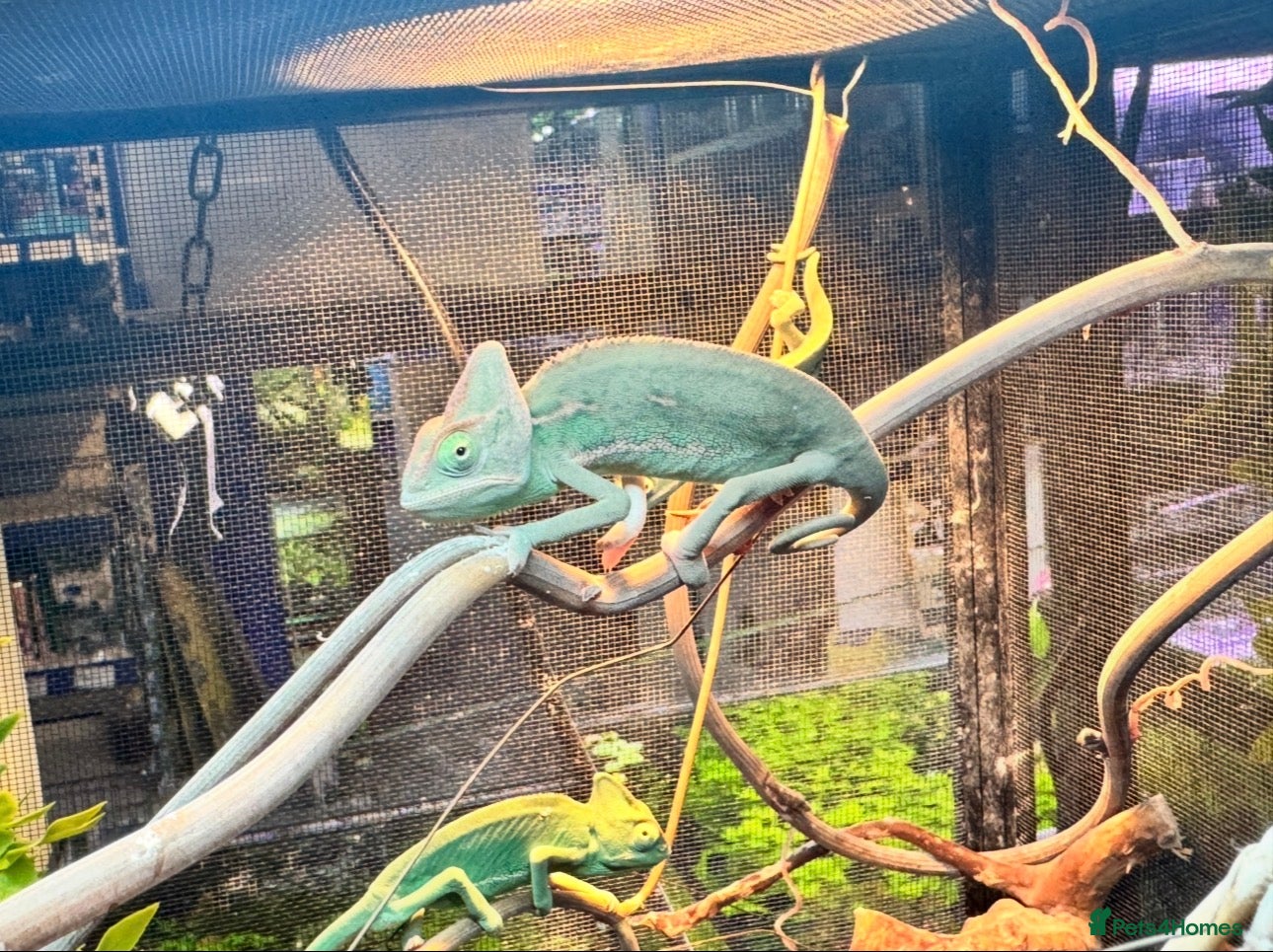 Chameleon reptiles Veiled chameleons - Advert 5