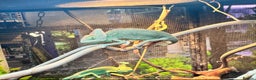 Chameleon reptiles for sale: Veiled chameleons - Advert 1