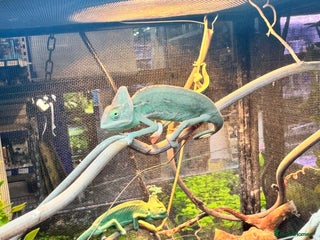 Chameleon reptiles Veiled chameleons - Advert 3