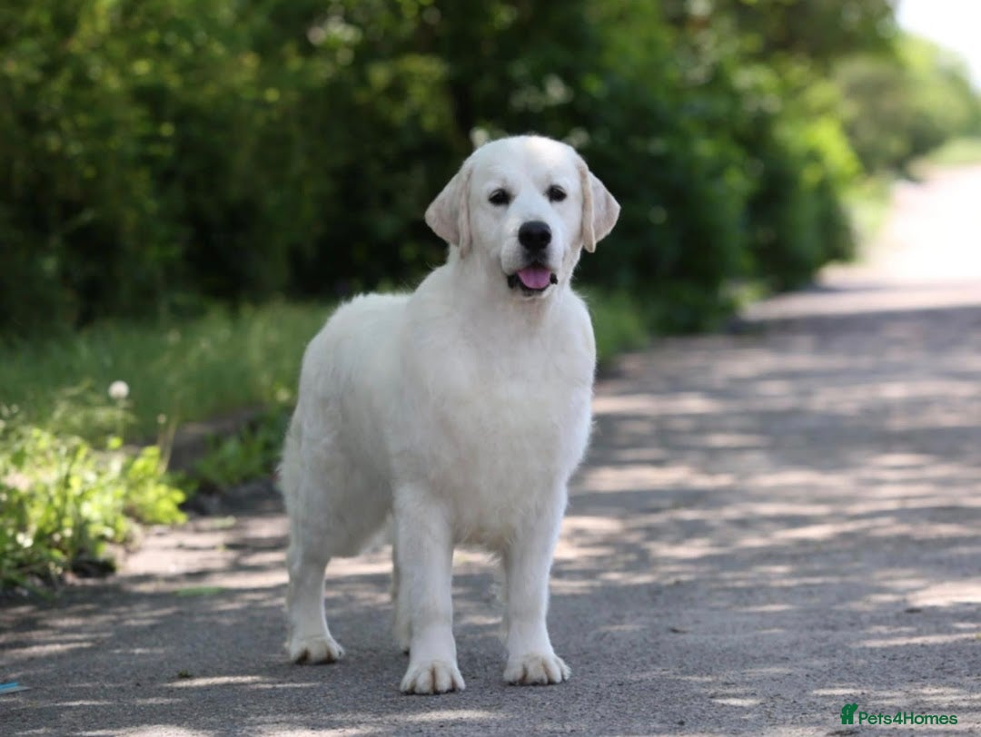 Golden Retriever dogs for sale: KC Registered Golden Retrievers - Advert 7