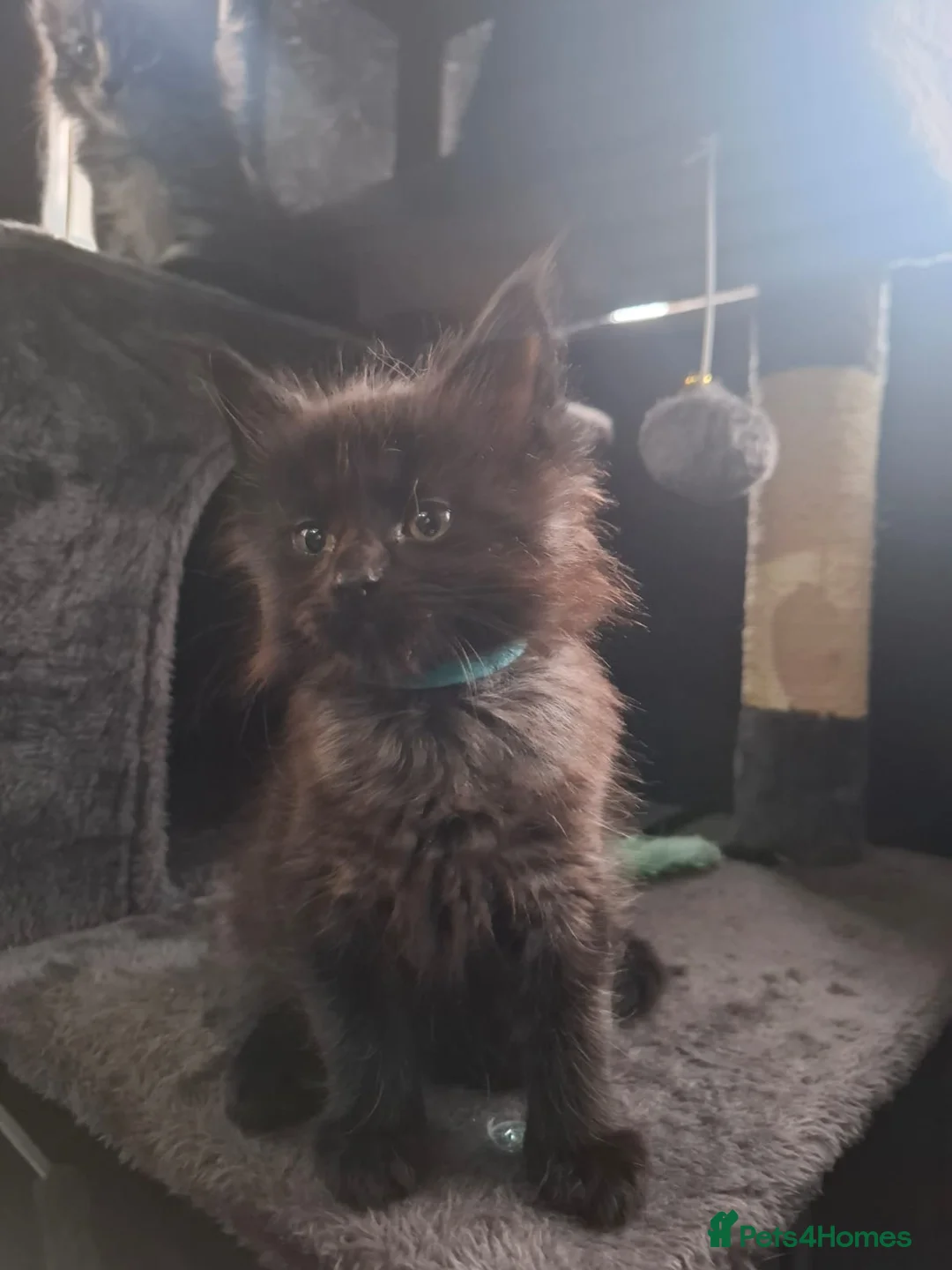 Maine Coon cats for sale: 5 Beautiful Maine Coon kittens  - Advert 16