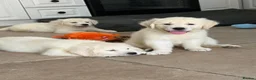 Golden Retriever dogs for sale: Lovely, confident playful puppies - Advert 35