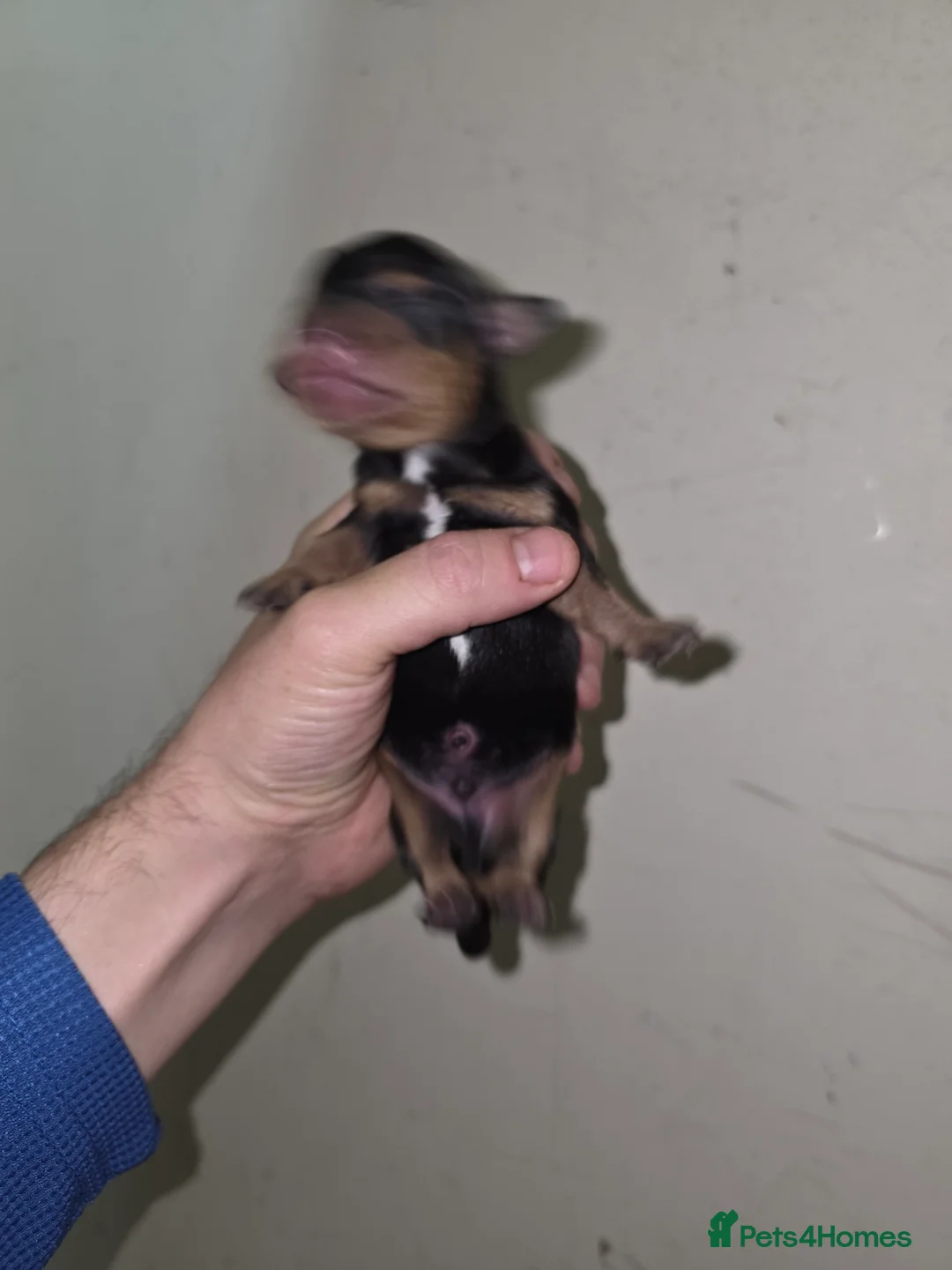 Miniature Dachshund dogs for sale: 🤍Health tested miniture dachshund🤍 - Advert 5