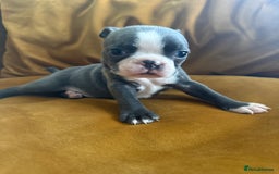 Boston Terrier dogs for sale: Exceptional Blue Boston Terrier Puppies 💙🐾 - Image 30