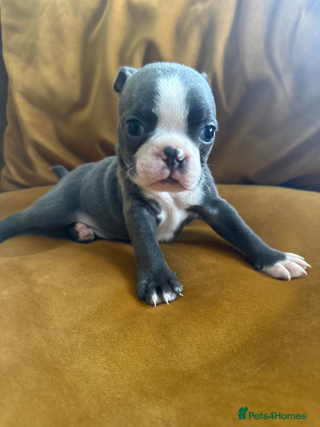 Boston Terrier dogs for sale: Exceptional Blue Boston Terrier Puppies 💙🐾 - Image 30