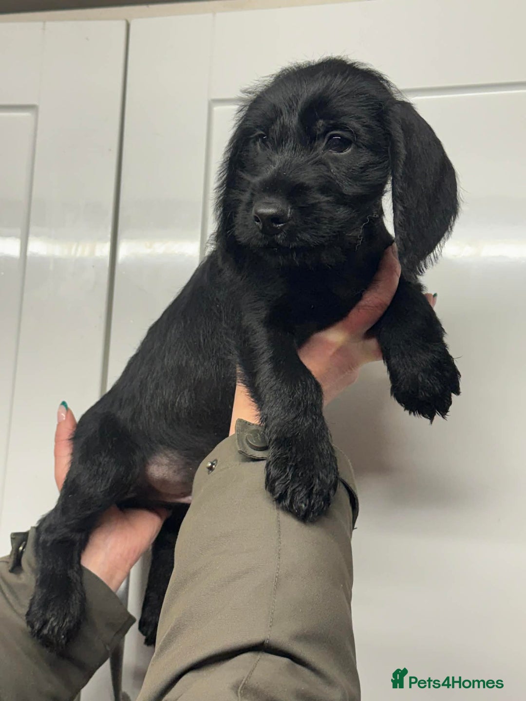 Mixed Breed dogs for sale: Stunning pups looking for new home  - Advert 12