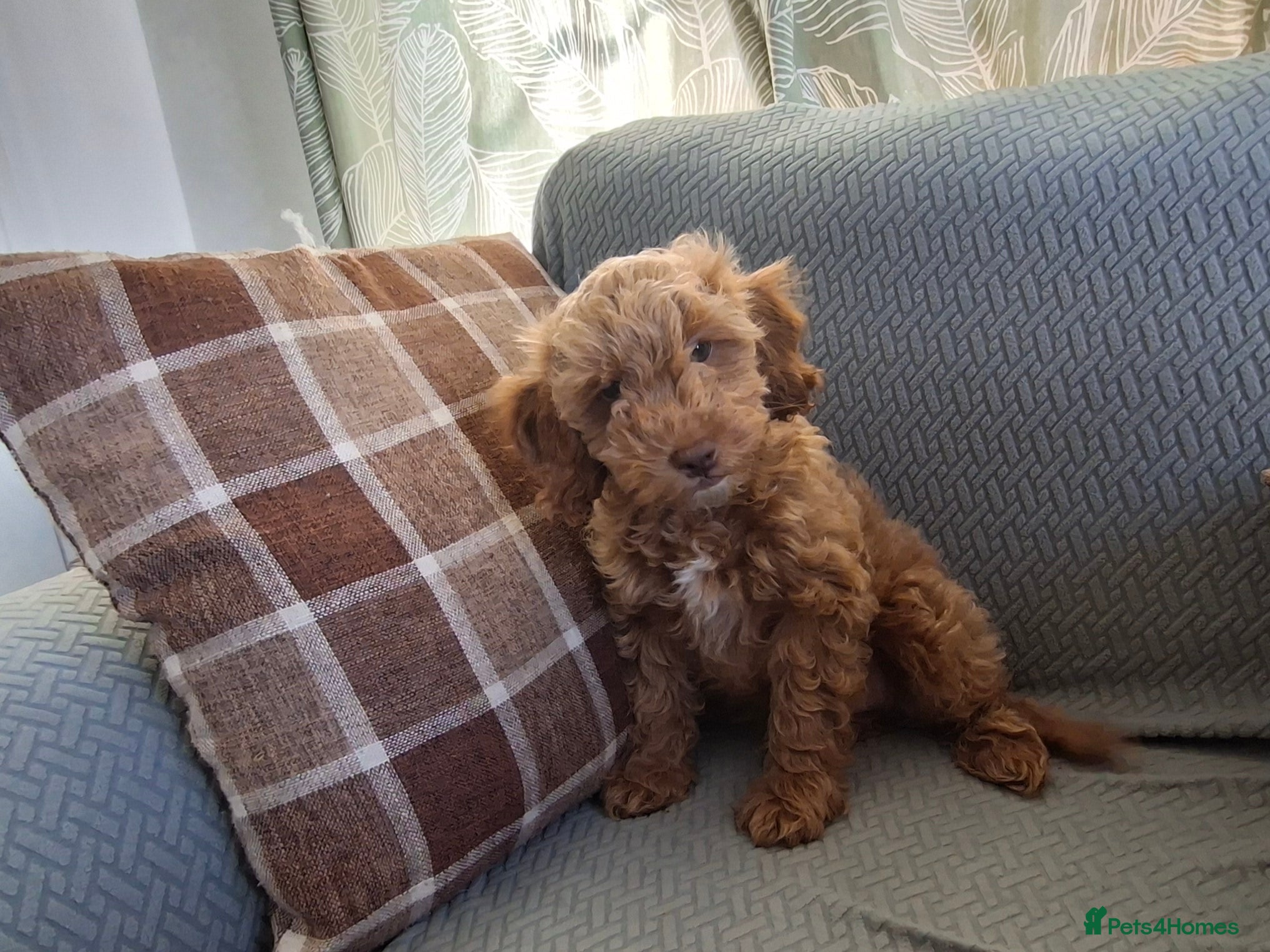 Cockapoo dogs 1 BEAUTIFUL COCKAPOO MALE PUPPY READY NOW 🐾 - Advert 2