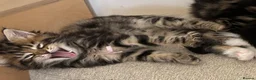 Maine Coon cats for sale: Fluffy picture perfect Maine Coon kittens in Tarporley - Advert 15