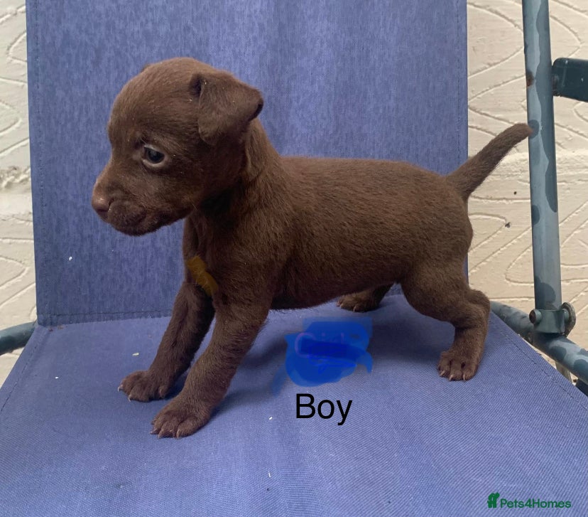 Patterdale Terrier dogs patterdale terrier puppies (9 weeks old )  - Advert 10