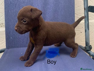 Patterdale Terrier dogs patterdale terrier puppies (9 weeks old ) - Advert 2