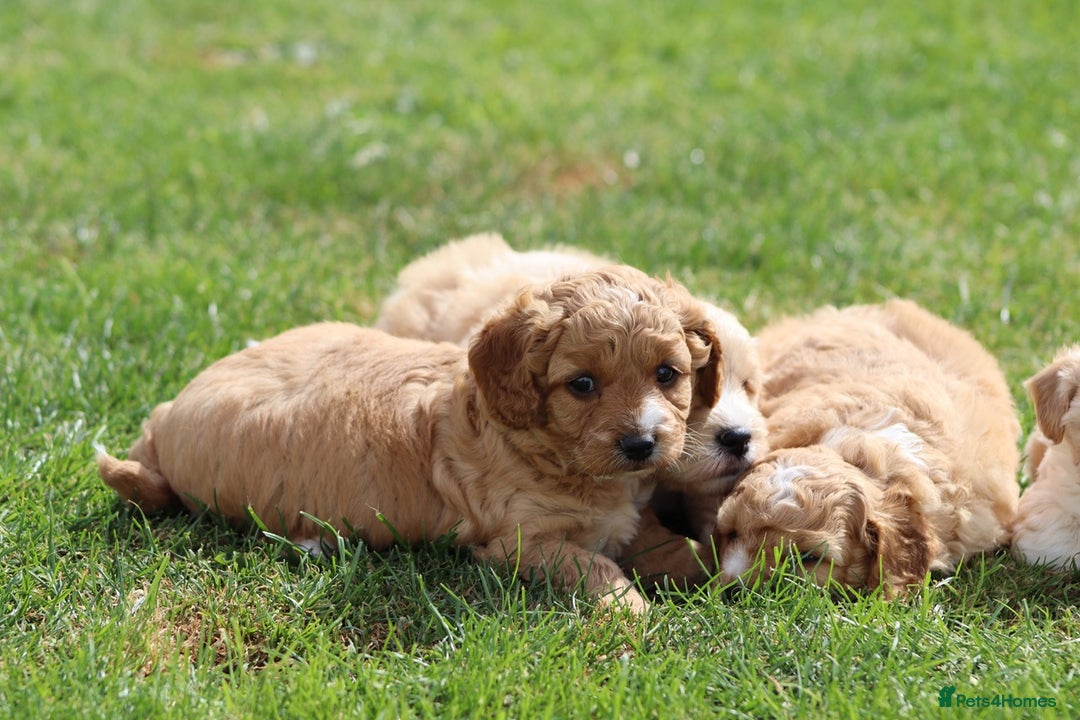 Cavapoochon dogs for sale: Beautiful Cavapoochon puppies for sale - Image 14