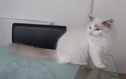 Ragdoll cats for sale: RAGDOLL BICOLOUR BOY BLUE EYES READY NOW! - Image 3