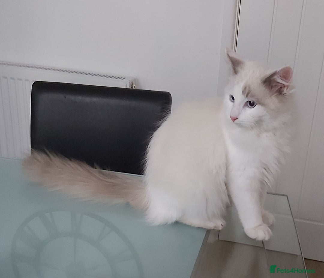 Ragdoll cats for sale: RAGDOLL BICOLOUR BOY BLUE EYES READY NOW! - Image 3