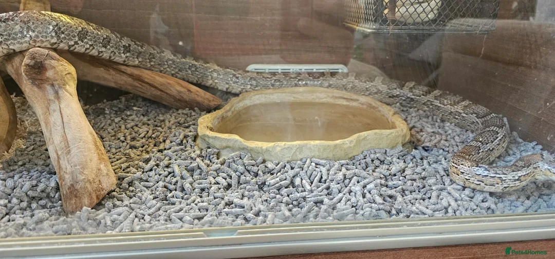 Corn Snake reptiles for sale: Friendly corn snake, vivarium with full set up - Advert 19