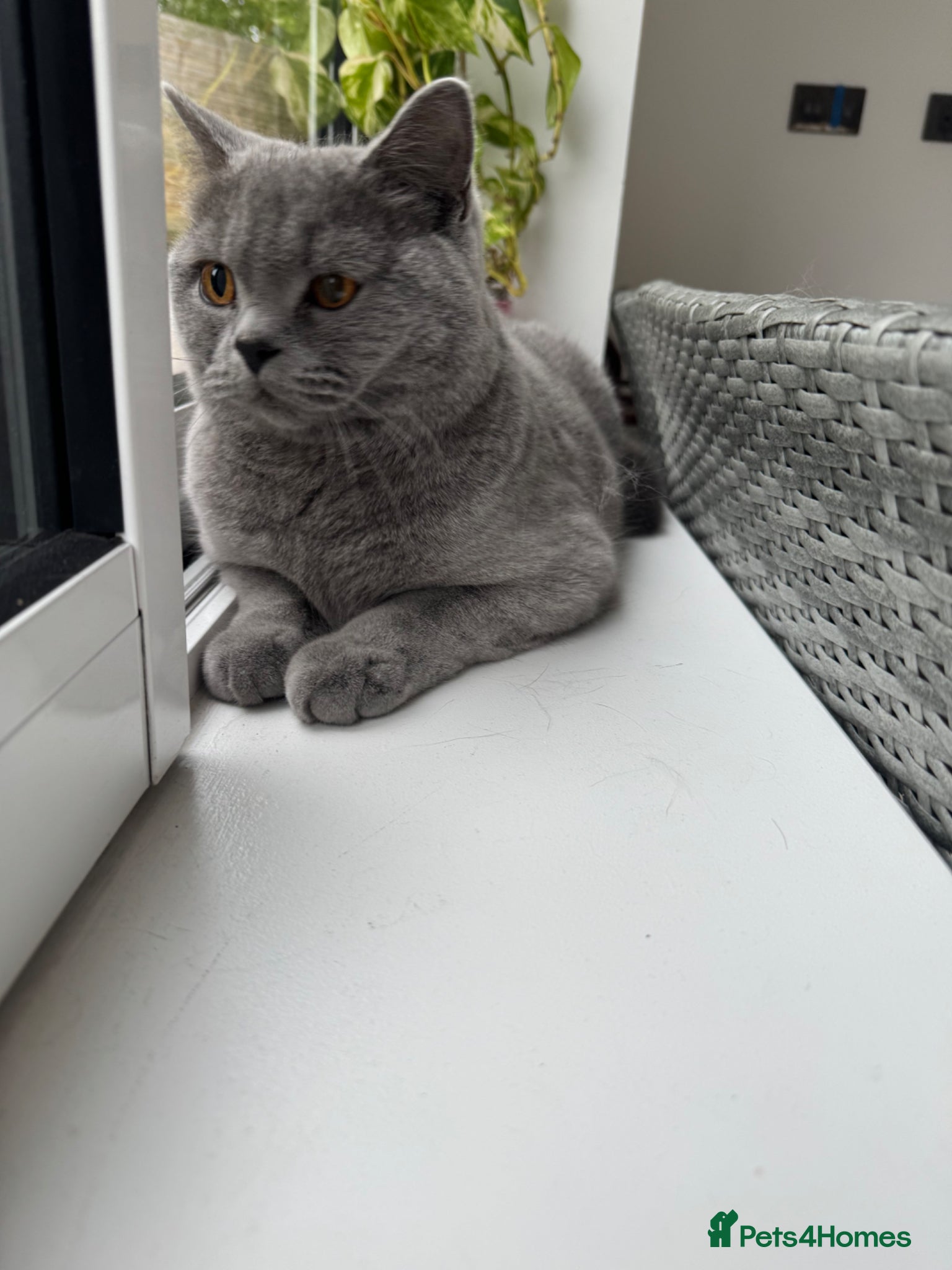 British Shorthair cats for sale: Beautiful 1-Year-Old British Shorthair  in Birmingham - Advert 4