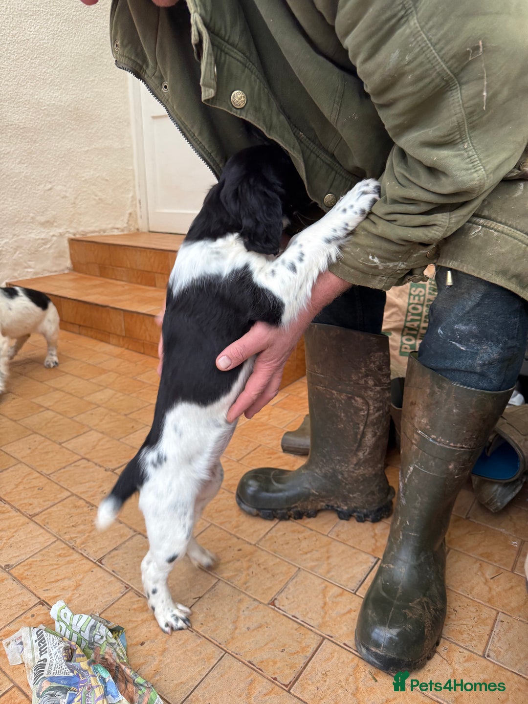 Sprocker dogs for sale: 2 sprockers available  - Advert 8