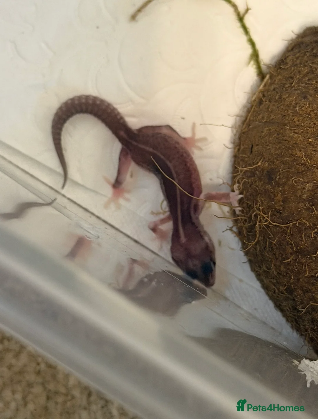 Mixed Breed reptiles for sale: Stunning Exotic Reptile Pets & Full Habitats - Advert 2