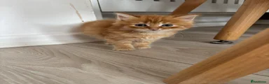 Domestic Shorthair 6