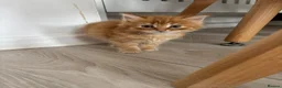 Domestic Shorthair cats for sale: 6 gorgeous kittens looking for loving home - Advert 15