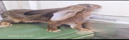New Zealand rabbits for sale: New Zealand - Advert 4