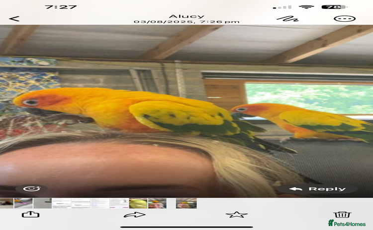 Conures birds - Advert 1
