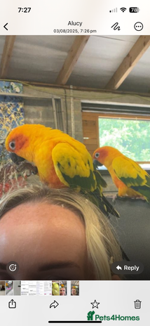 Conures birds - Advert 9