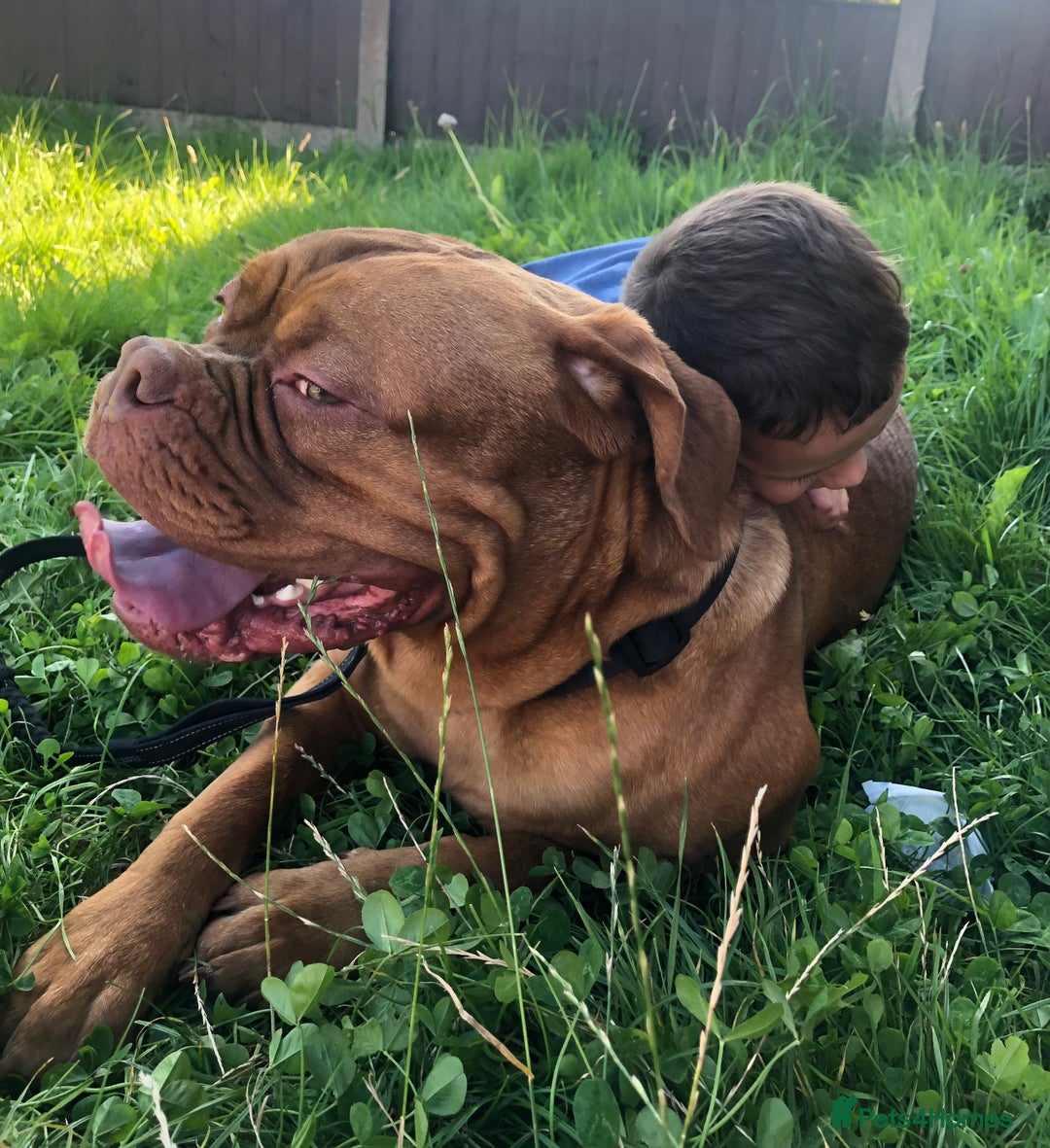 Dogue De Bordeaux dogs for stud: STUNNING DOGUE DE BORDEAUX STUD AVAILABLE - Image 7