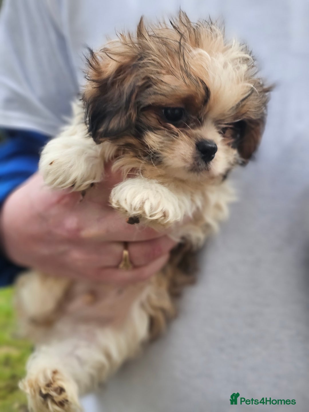Shihpoo dogs for sale: Shih poo puppies - Advert 3