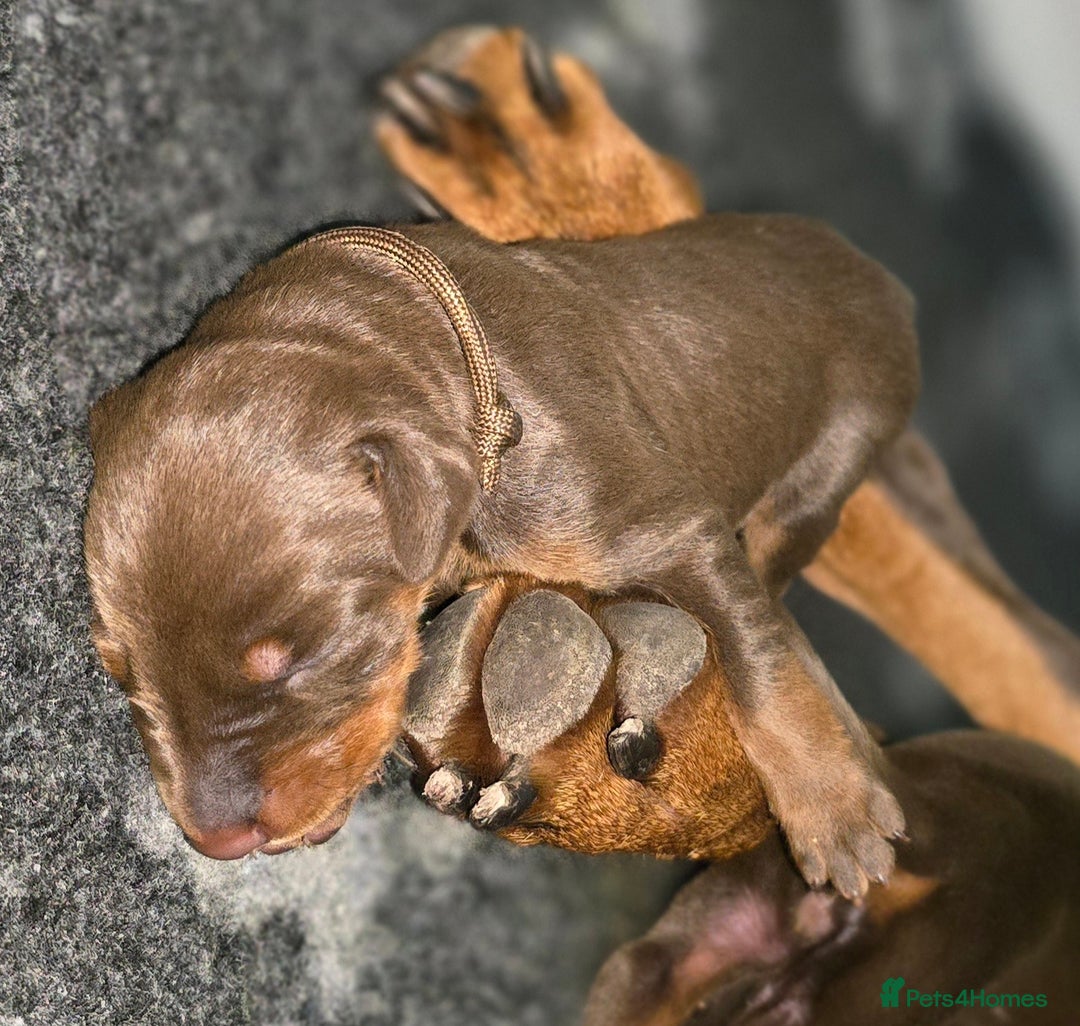Dobermann dogs for sale: *HEALTH TESTED,HOME REARED,STUNNING DOBERMAN PUPS - Image 6
