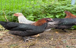 Chickens poultry for sale: Copper black marans pullets - Image 3