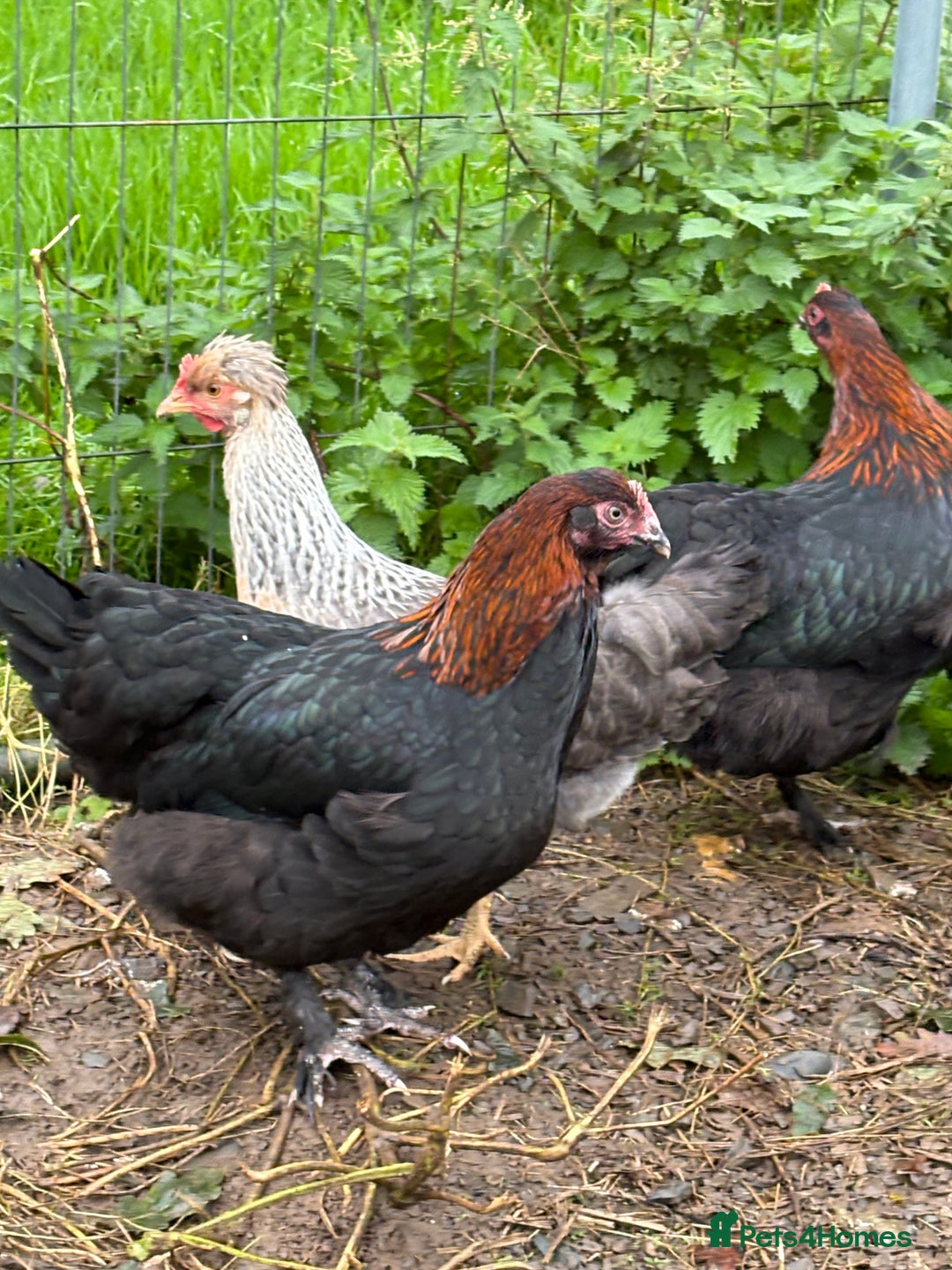 Chickens poultry for sale: Copper black marans pullets - Image 3