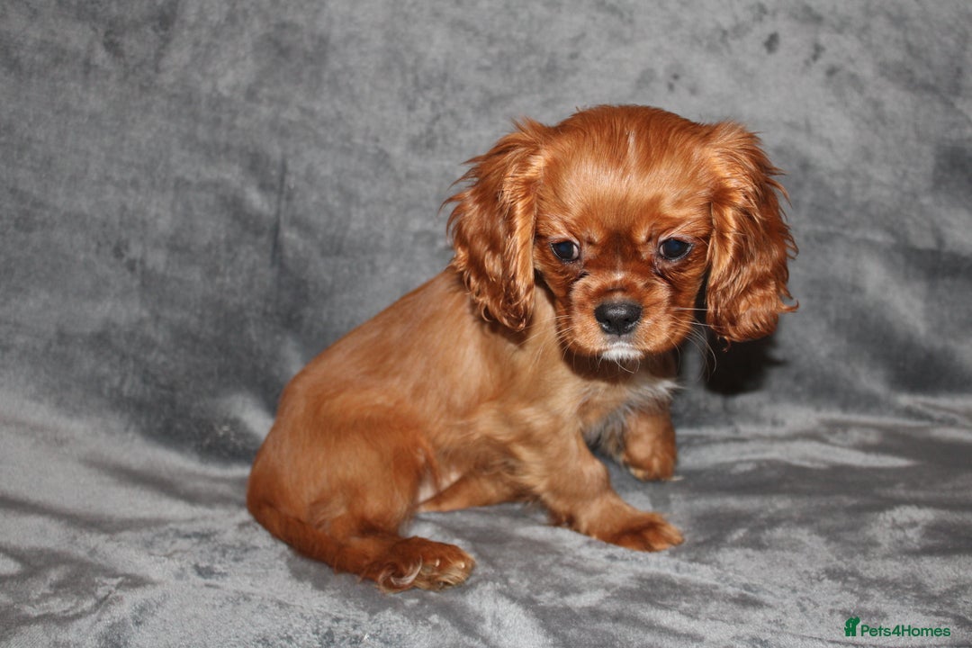 Cavalier King Charles Spaniel dogs for sale: Gorgeous Cavalier King Charles Spaniel Grirl - Image 2